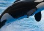 SeaWorld Orlando Fined $75,000 By OSHA For Workplace Safety Violations